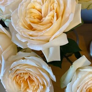 Meet your Posher, Eva